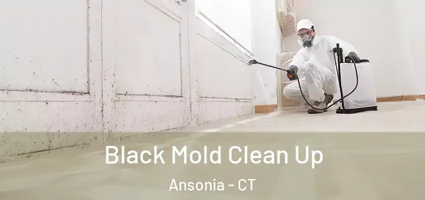 Black Mold Clean Up Ansonia - CT