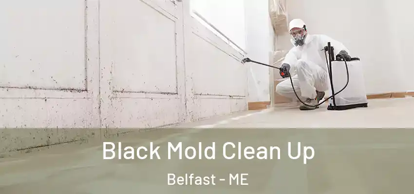 Black Mold Clean Up Belfast - ME