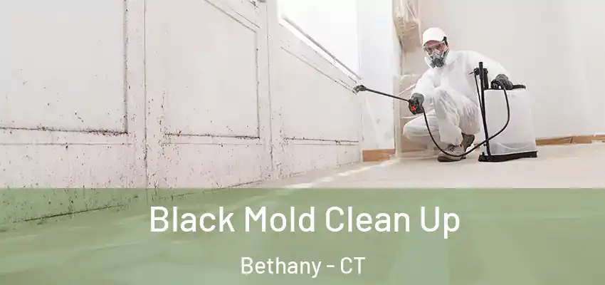  Black Mold Clean Up Bethany - CT