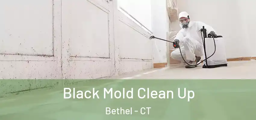  Black Mold Clean Up Bethel - CT
