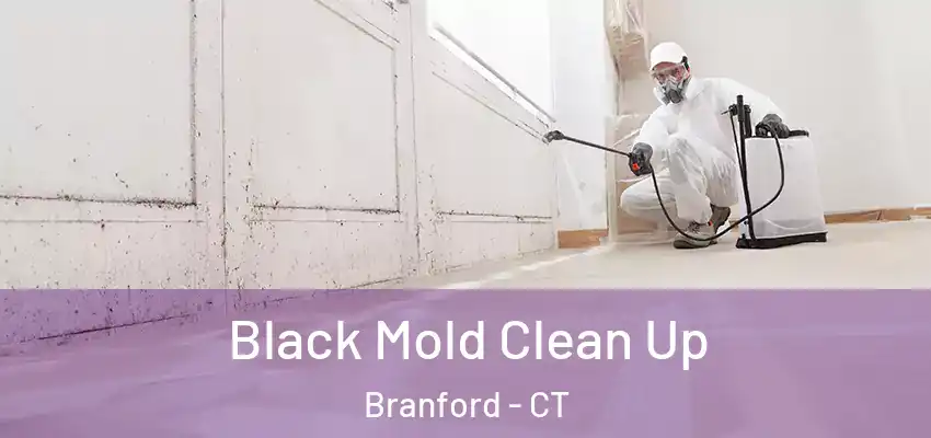  Black Mold Clean Up Branford - CT