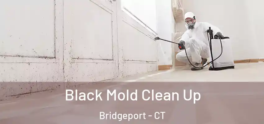 Black Mold Clean Up Bridgeport - CT