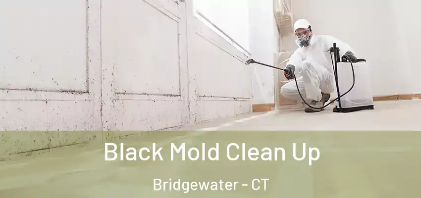  Black Mold Clean Up Bridgewater - CT