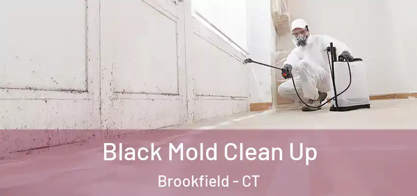  Black Mold Clean Up Brookfield - CT