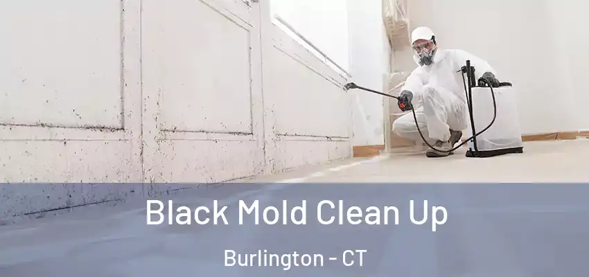 Black Mold Clean Up Burlington - CT