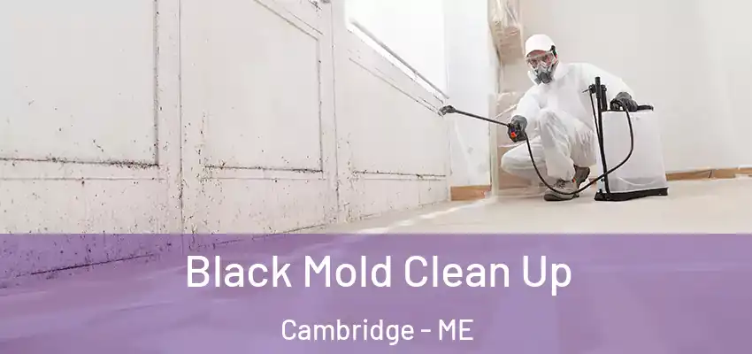 Black Mold Clean Up Cambridge - ME
