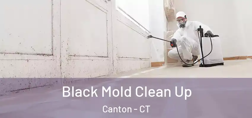  Black Mold Clean Up Canton - CT