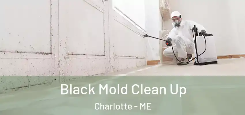  Black Mold Clean Up Charlotte - ME