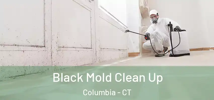 Black Mold Clean Up Columbia - CT
