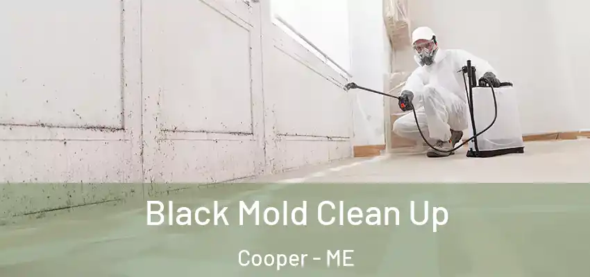 Black Mold Clean Up Cooper - ME