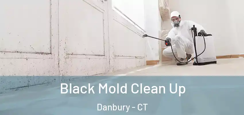 Black Mold Clean Up Danbury - CT