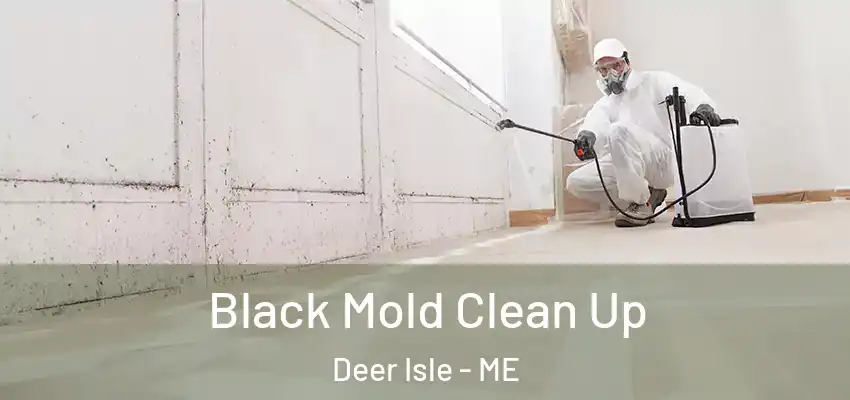  Black Mold Clean Up Deer Isle - ME