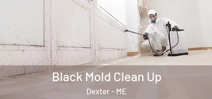 Black Mold Clean Up Dexter - ME