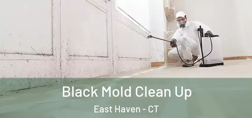 Black Mold Clean Up East Haven - CT