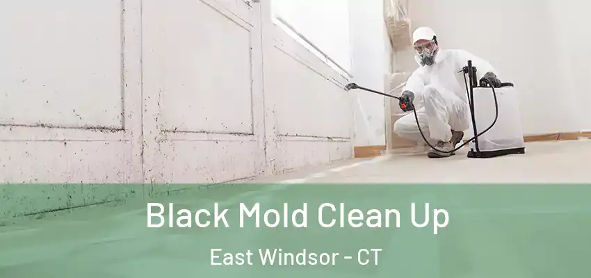  Black Mold Clean Up East Windsor - CT
