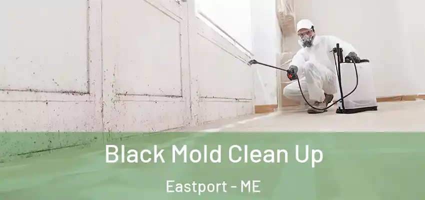 Black Mold Clean Up Eastport - ME