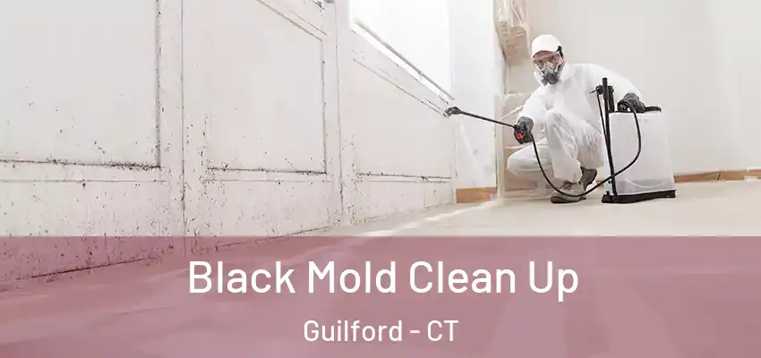 Black Mold Clean Up Guilford - CT