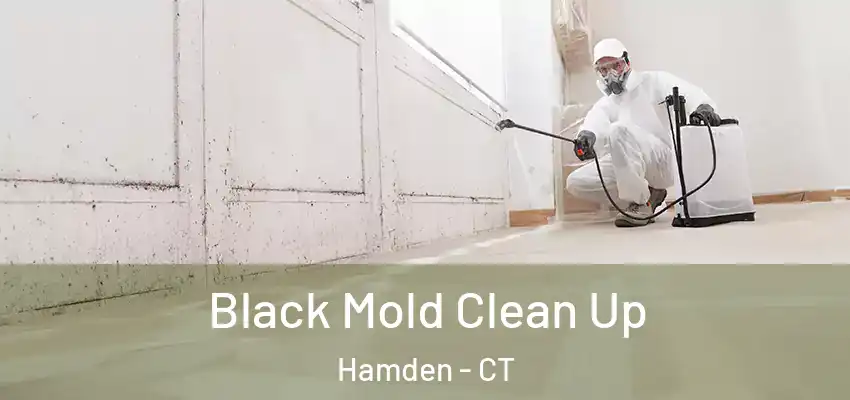 Black Mold Clean Up Hamden - CT