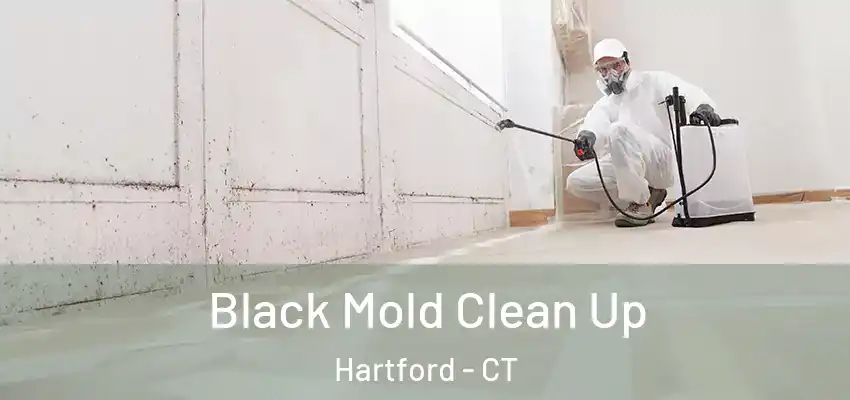 Black Mold Clean Up Hartford - CT