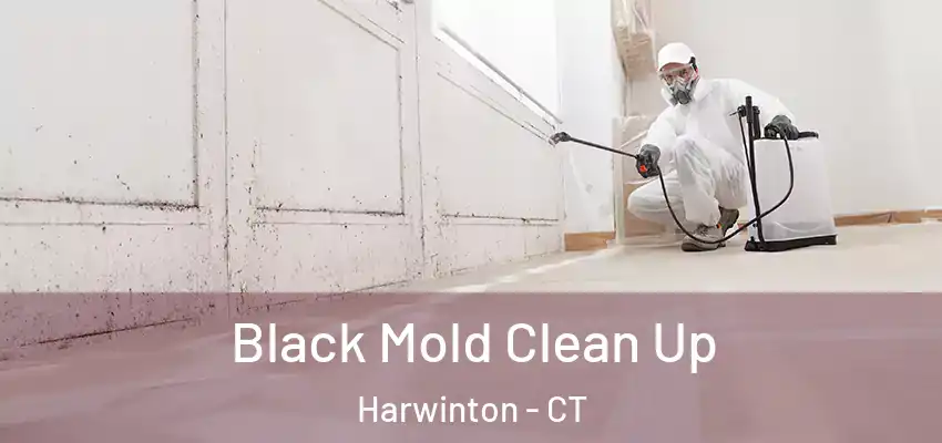 Black Mold Clean Up Harwinton - CT