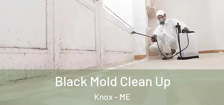  Black Mold Clean Up Knox - ME