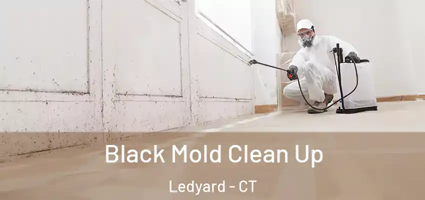 Black Mold Clean Up Ledyard - CT