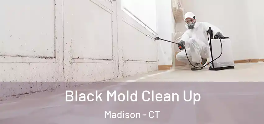 Black Mold Clean Up Madison - CT