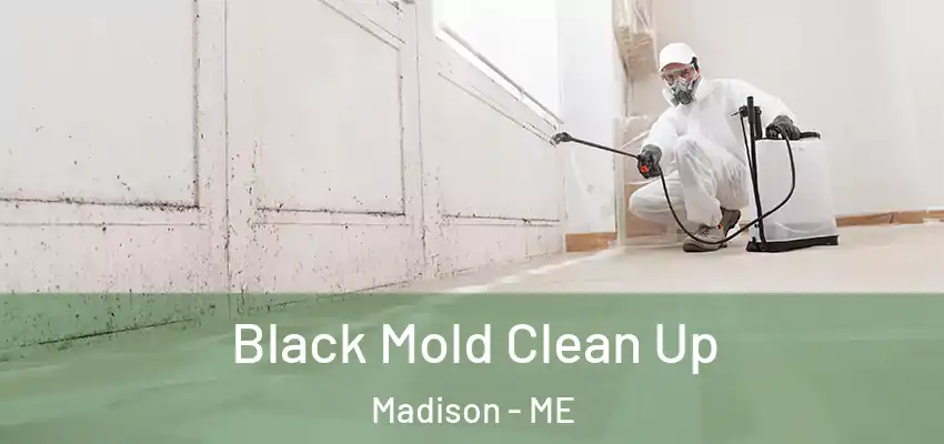 Black Mold Clean Up Madison - ME