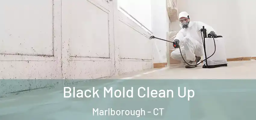  Black Mold Clean Up Marlborough - CT