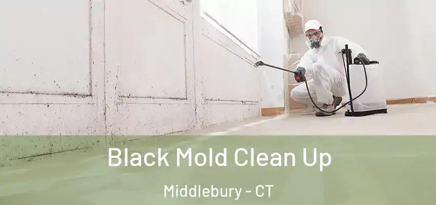 Black Mold Clean Up Middlebury - CT