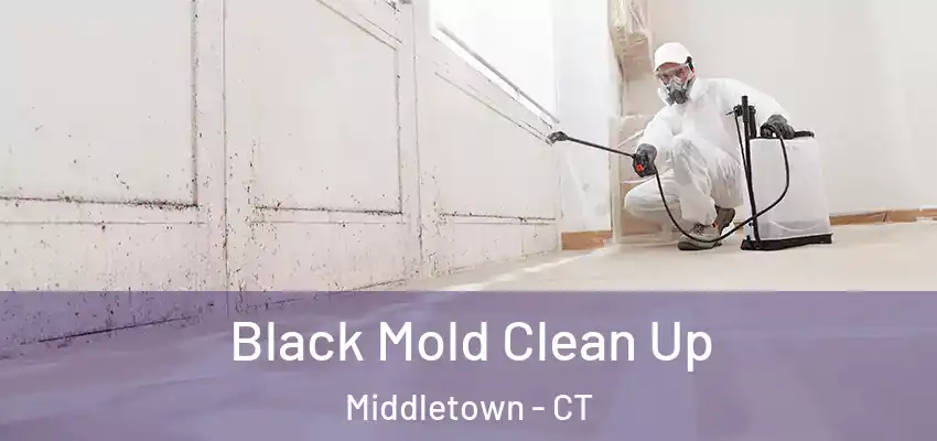  Black Mold Clean Up Middletown - CT