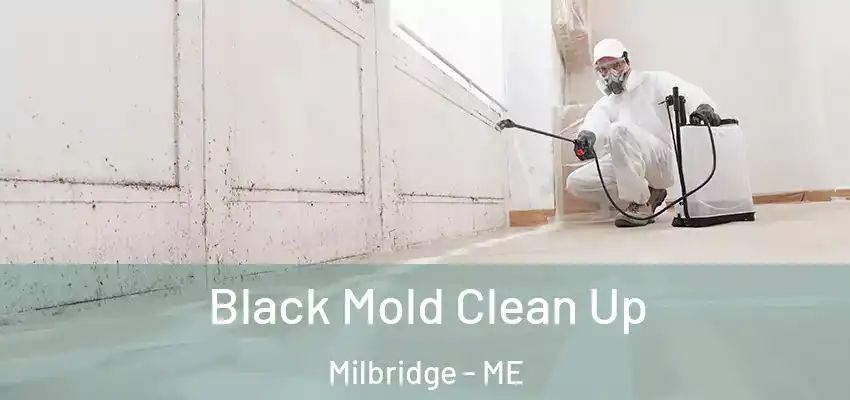  Black Mold Clean Up Milbridge - ME
