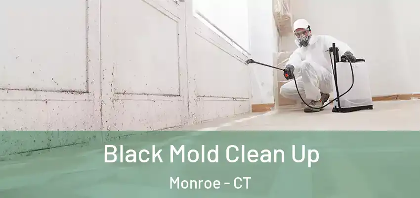 Black Mold Clean Up Monroe - CT