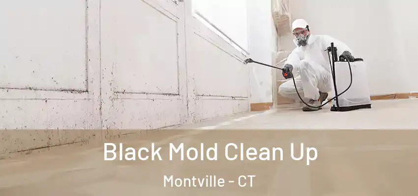 Black Mold Clean Up Montville - CT