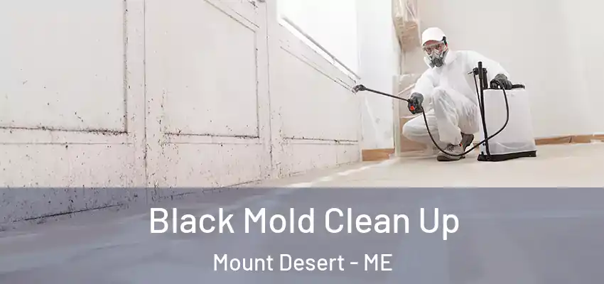  Black Mold Clean Up Mount Desert - ME