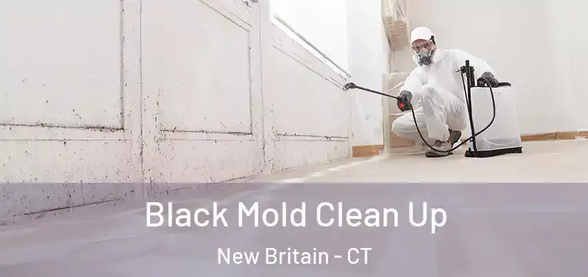  Black Mold Clean Up New Britain - CT