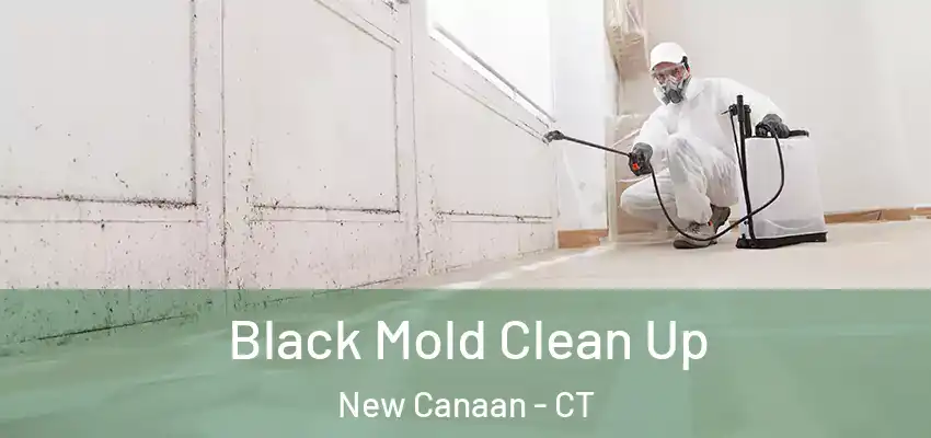 Black Mold Clean Up New Canaan - CT