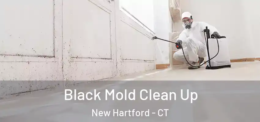 Black Mold Clean Up New Hartford - CT