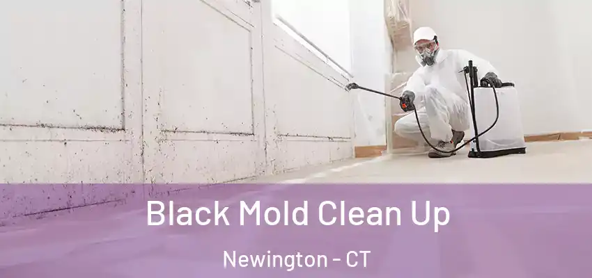  Black Mold Clean Up Newington - CT