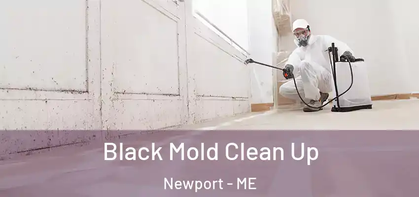 Black Mold Clean Up Newport - ME