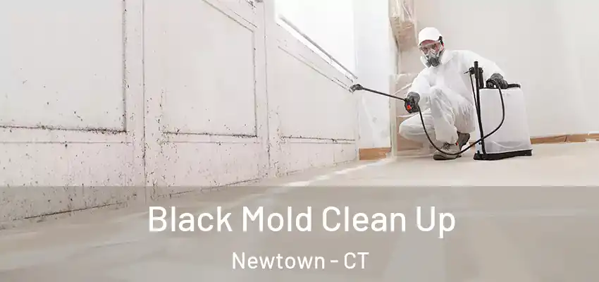  Black Mold Clean Up Newtown - CT