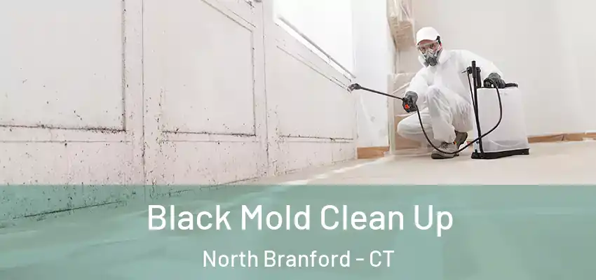 Black Mold Clean Up North Branford - CT