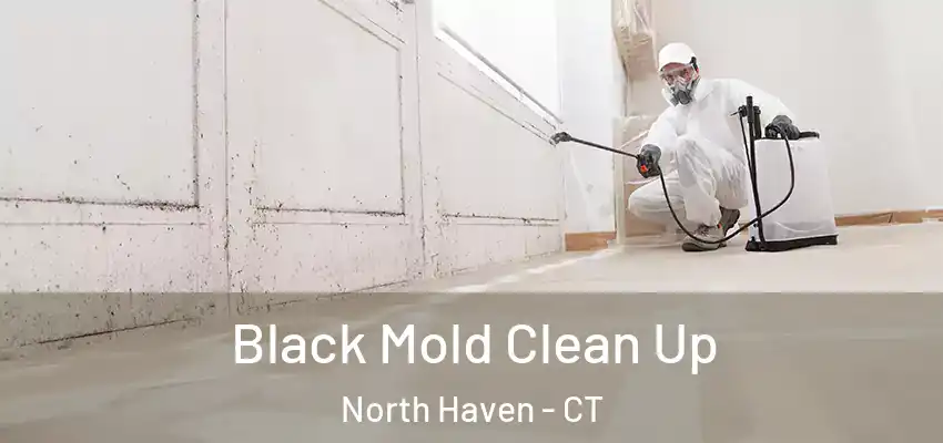 Black Mold Clean Up North Haven - CT