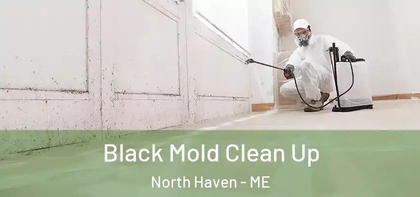 Black Mold Clean Up North Haven - ME