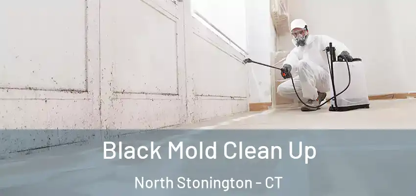  Black Mold Clean Up North Stonington - CT