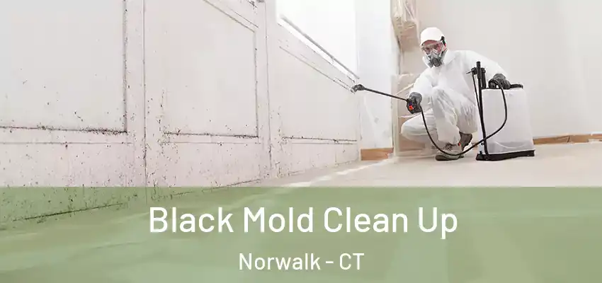 Black Mold Clean Up Norwalk - CT