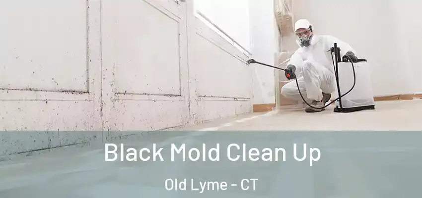 Black Mold Clean Up Old Lyme - CT