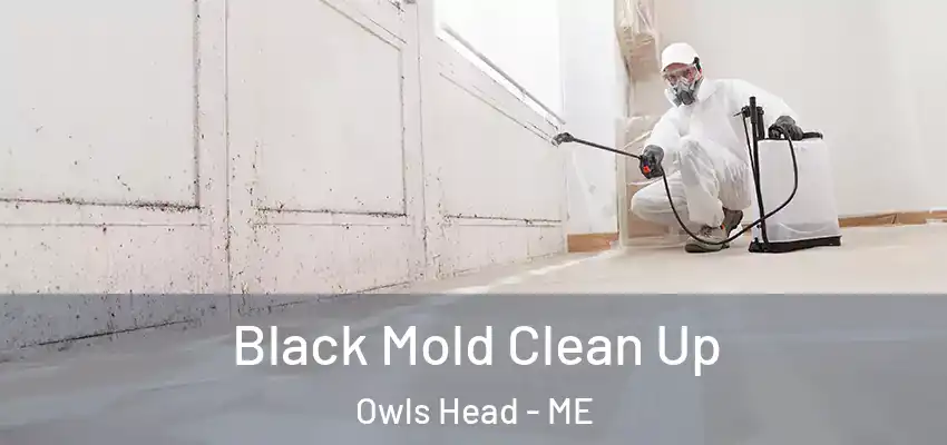  Black Mold Clean Up Owls Head - ME