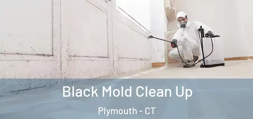 Black Mold Clean Up Plymouth - CT