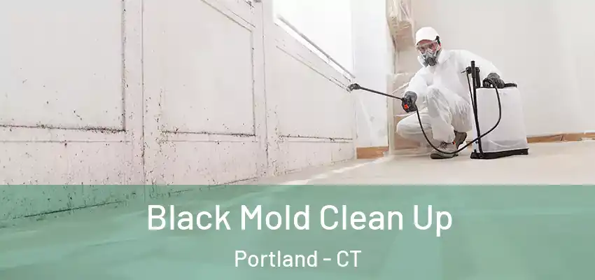  Black Mold Clean Up Portland - CT